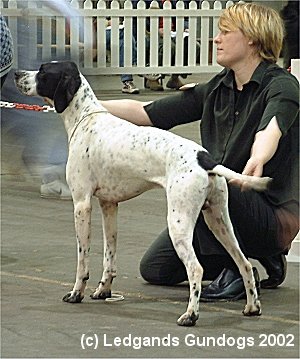 2nd Limit Dog & RDCC